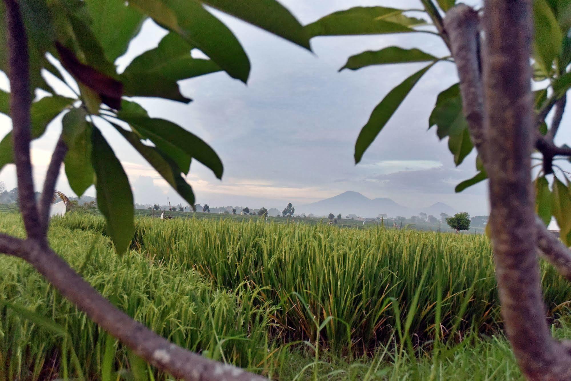 Villa Yenian By Villa Finder Canggu Buitenkant foto